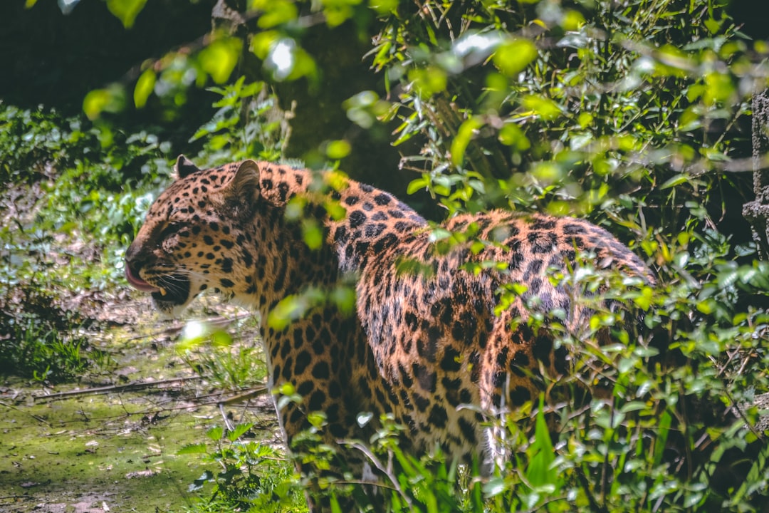 Costa Rica: A Beacon of Hope for Wildlife (image credits: unsplash)