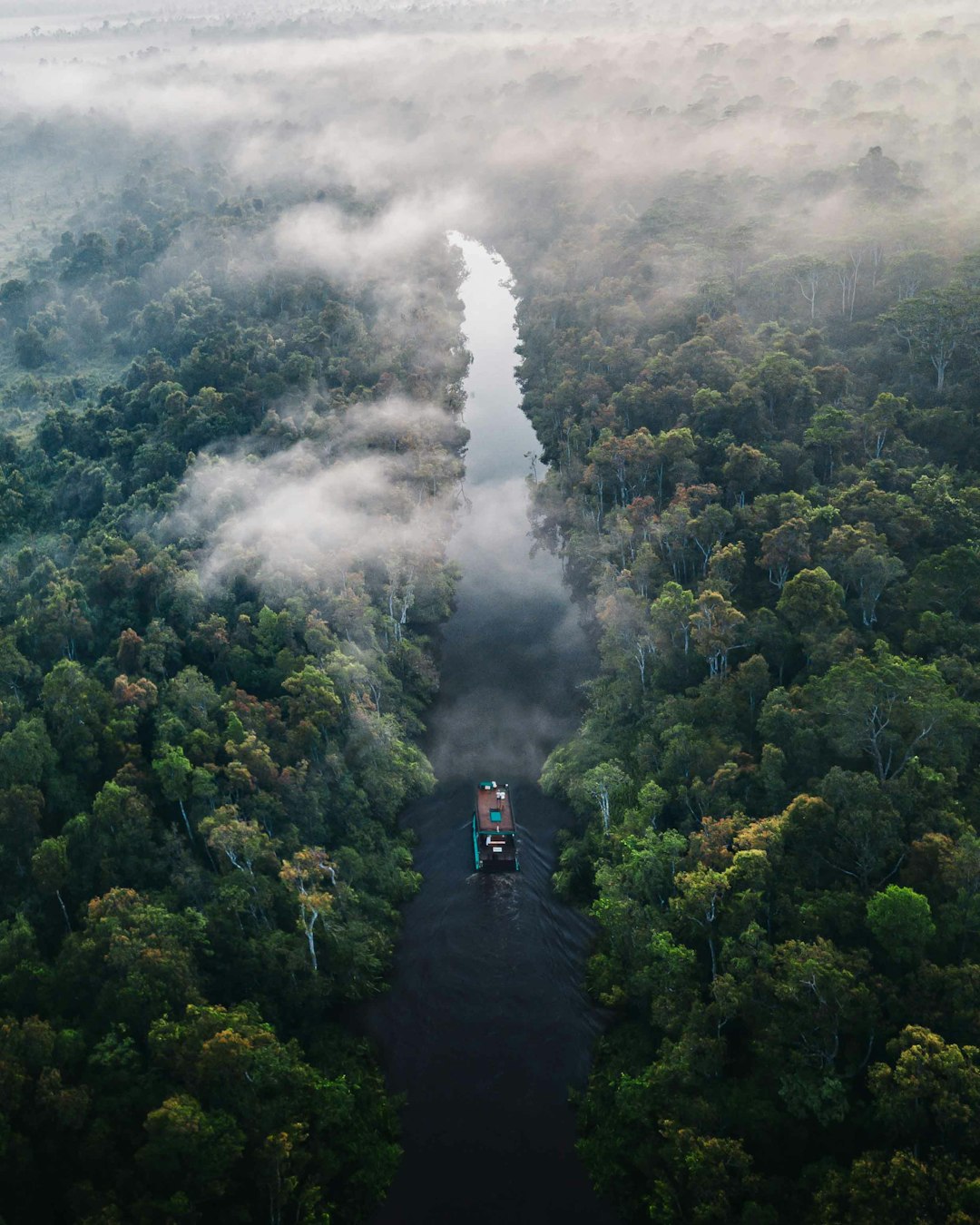The Amazon Rainforest, South America (image credits: unsplash)