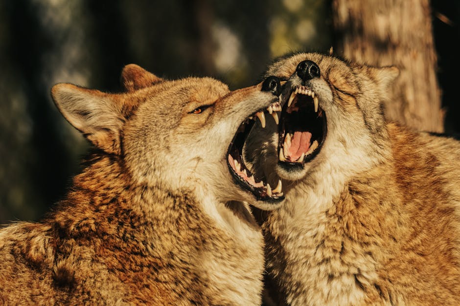 The Essence of Ethical Wildlife Tourism