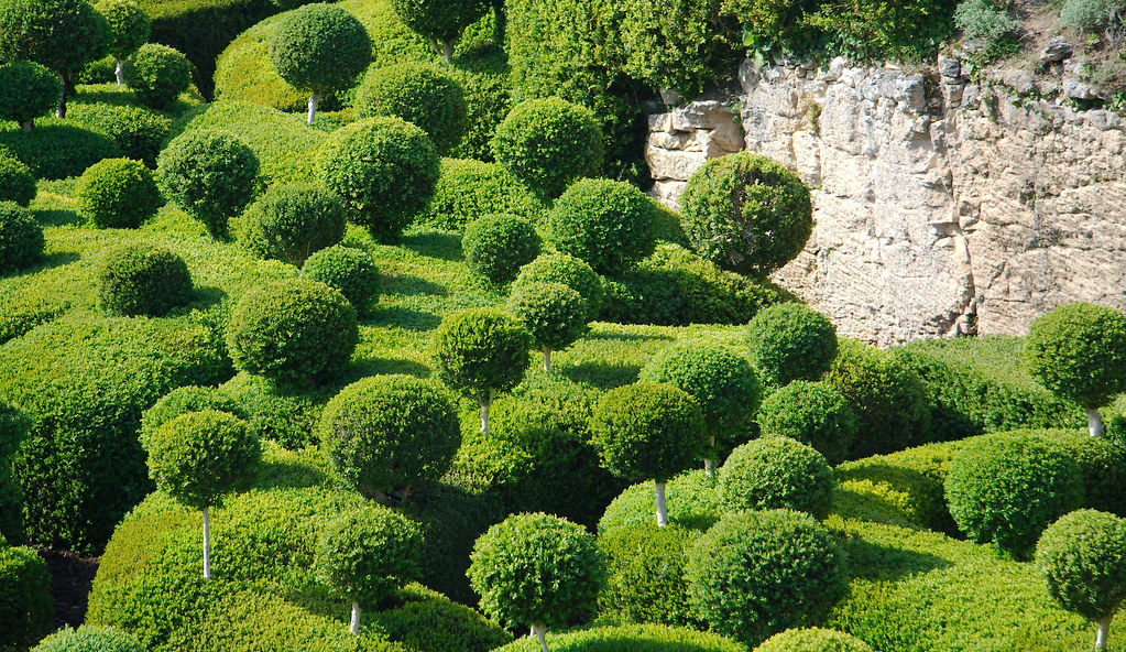 19. Boxwood (Buxus sempervirens) - The Formal Protector (image credits: flickr)