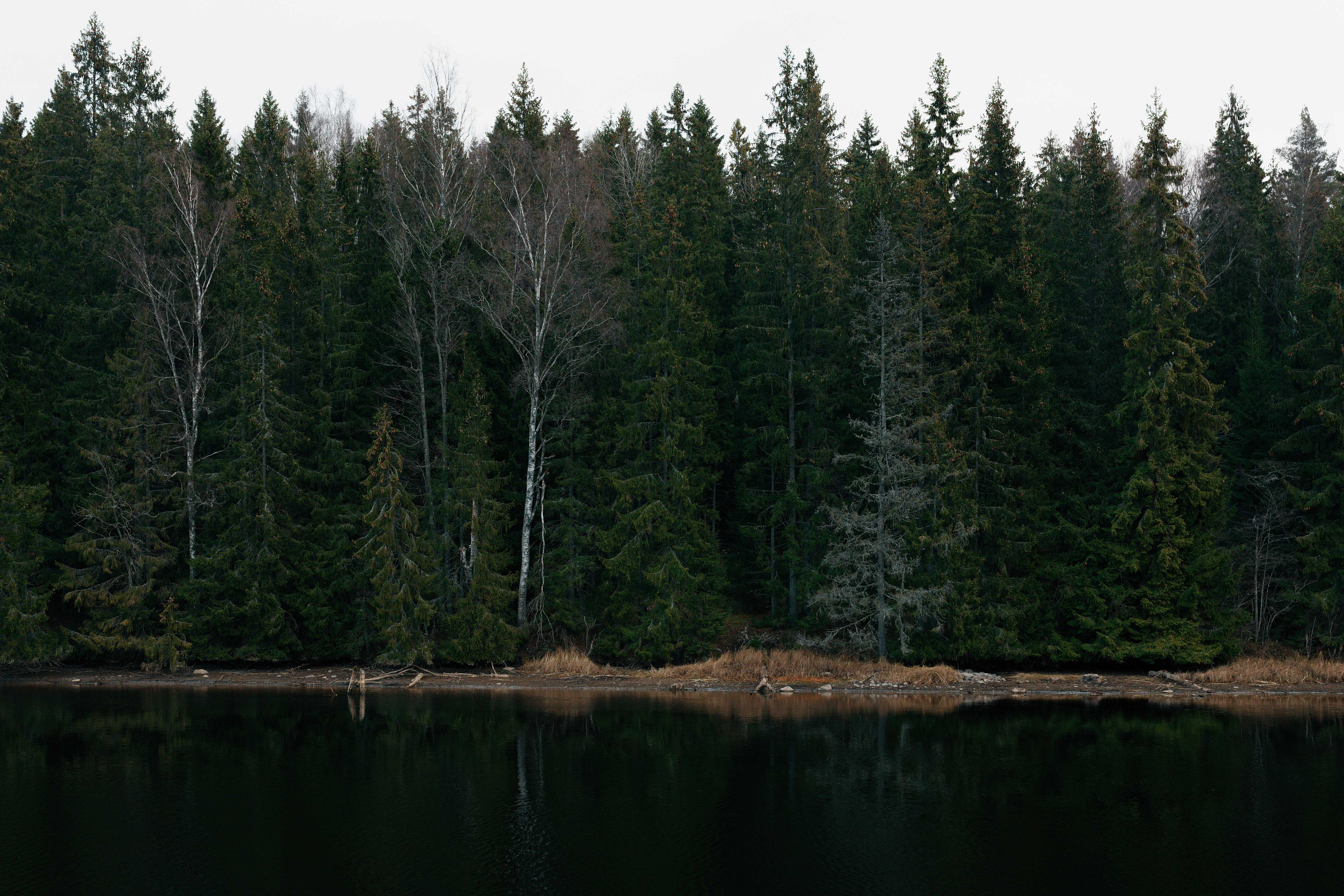 Sweden Forests and Urban Cool (image credits: wikimedia)