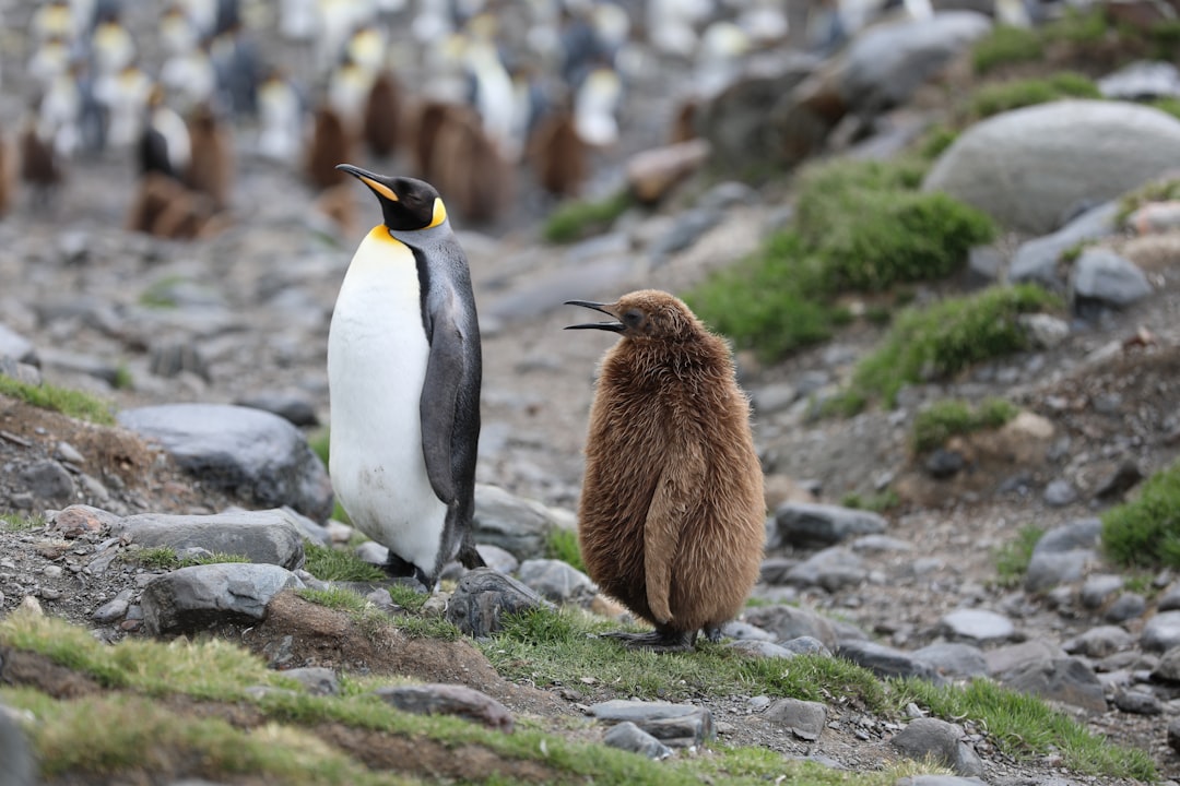 Wildlife Encounters: Penguins, Seals, and Whales (image credits: unsplash)