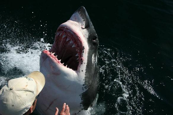 Shark Alley, South Africa (image credits: wikimedia)