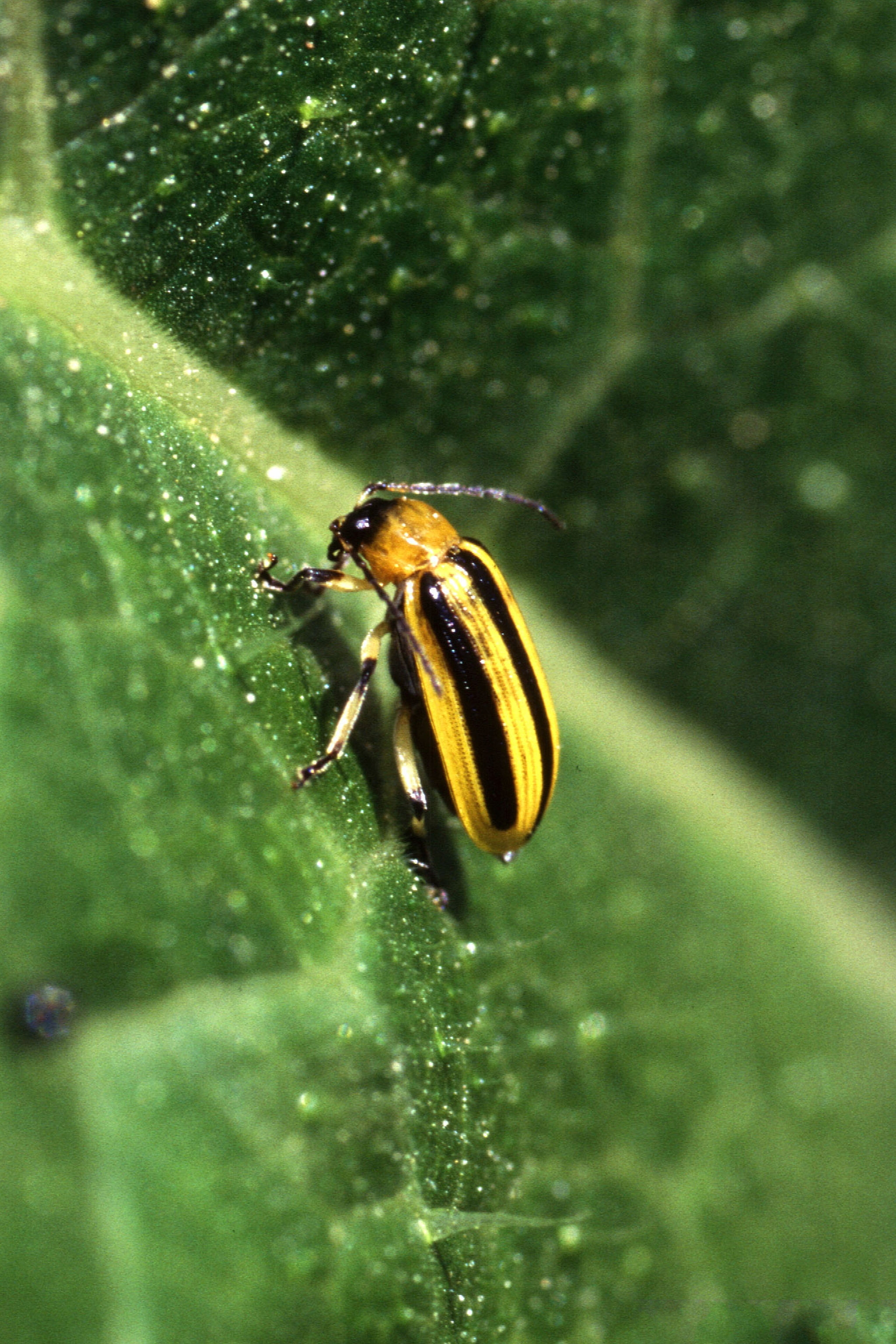 5. Cucumber Beetles: The Striped Disease Carriers (image credits: wikimedia)
