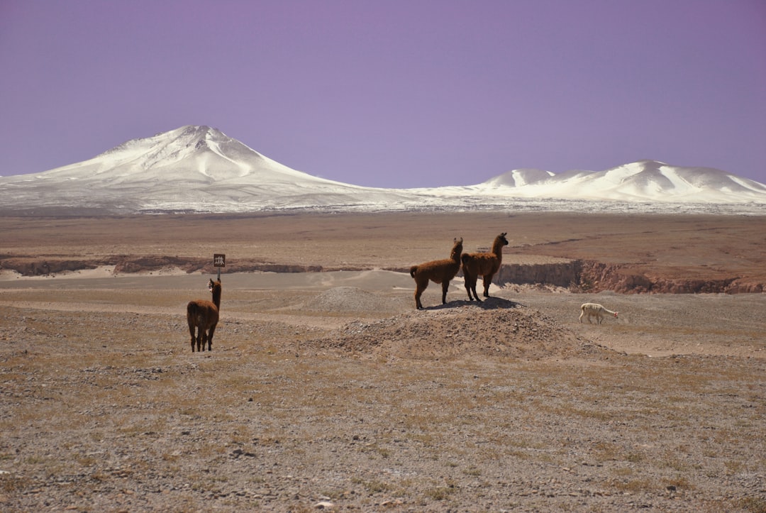 Life Finds a Way: Unique Desert Dwellers (image credits: unsplash)