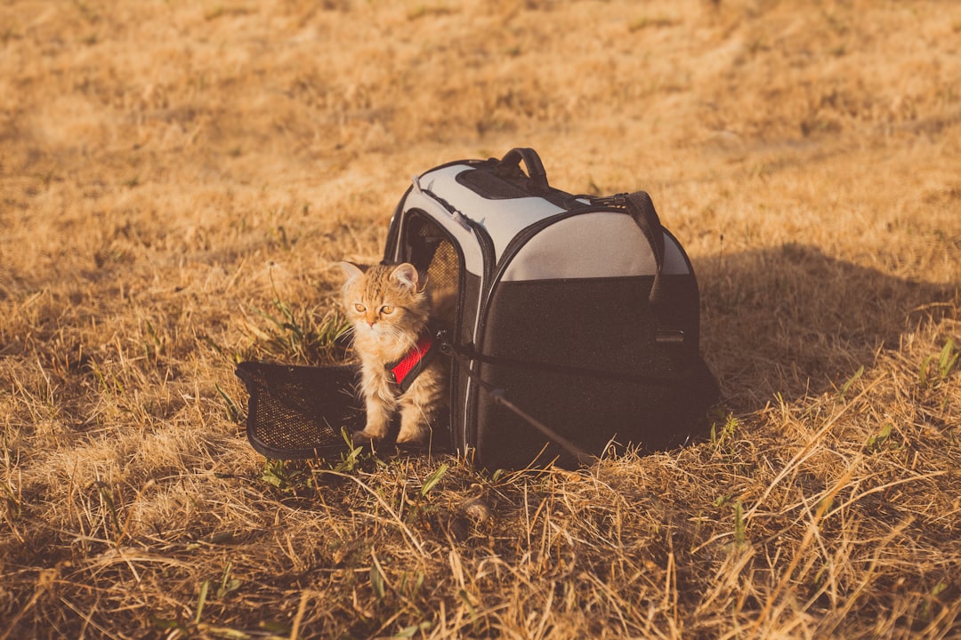 Choosing the Right Travel Carrier (image credits: unsplash)