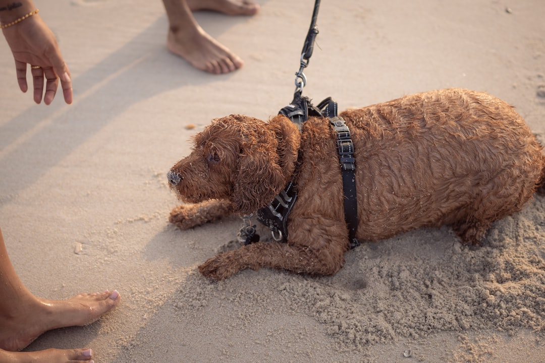 Walking Your Dog Can Trigger Massive Penalties (image credits: unsplash)