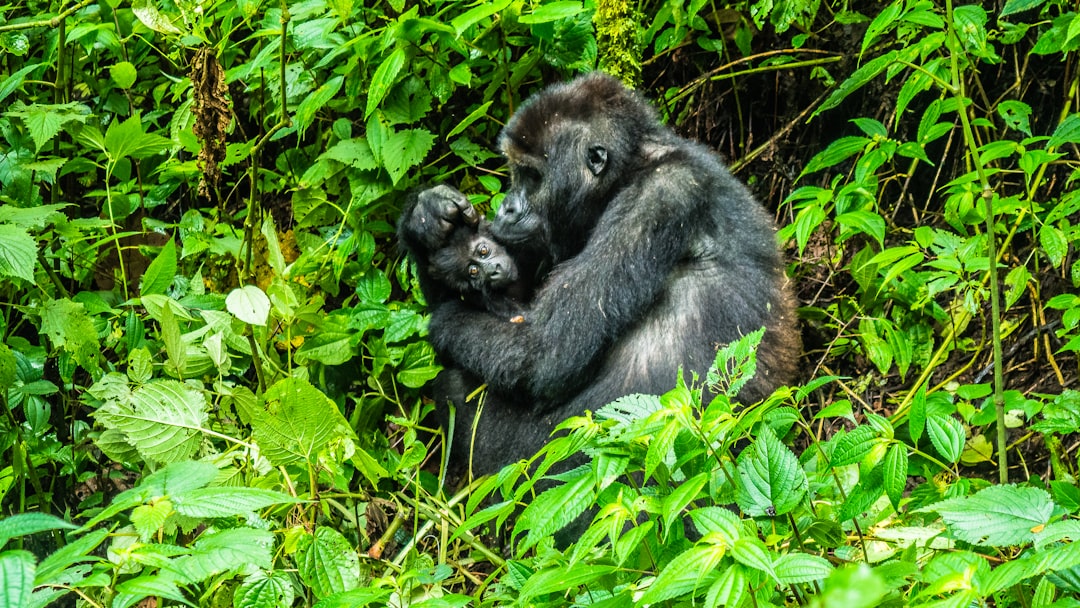 5. Democratic Republic of the Congo (DRC) (image credits: unsplash)