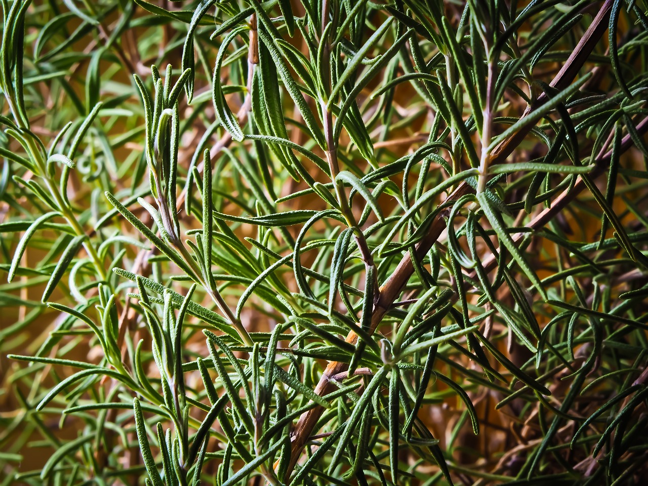 9. Rosemary - The Woody Wonder (image credits: pixabay)
