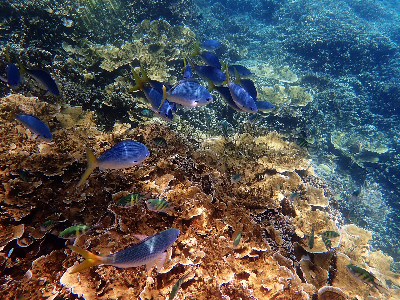 The Great Barrier Reef, Australia (image credits: pixabay)