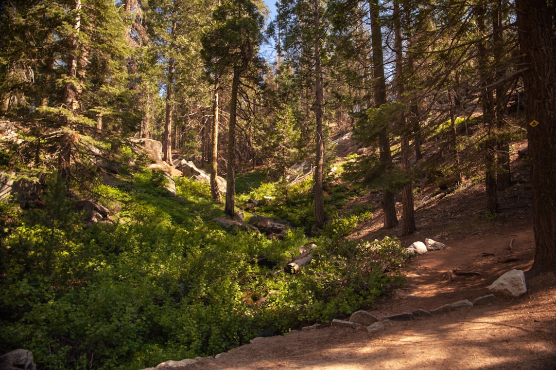 6. Kings Canyon National Park - The Sequoia's Overshadowed Sibling (image credits: unsplash)
