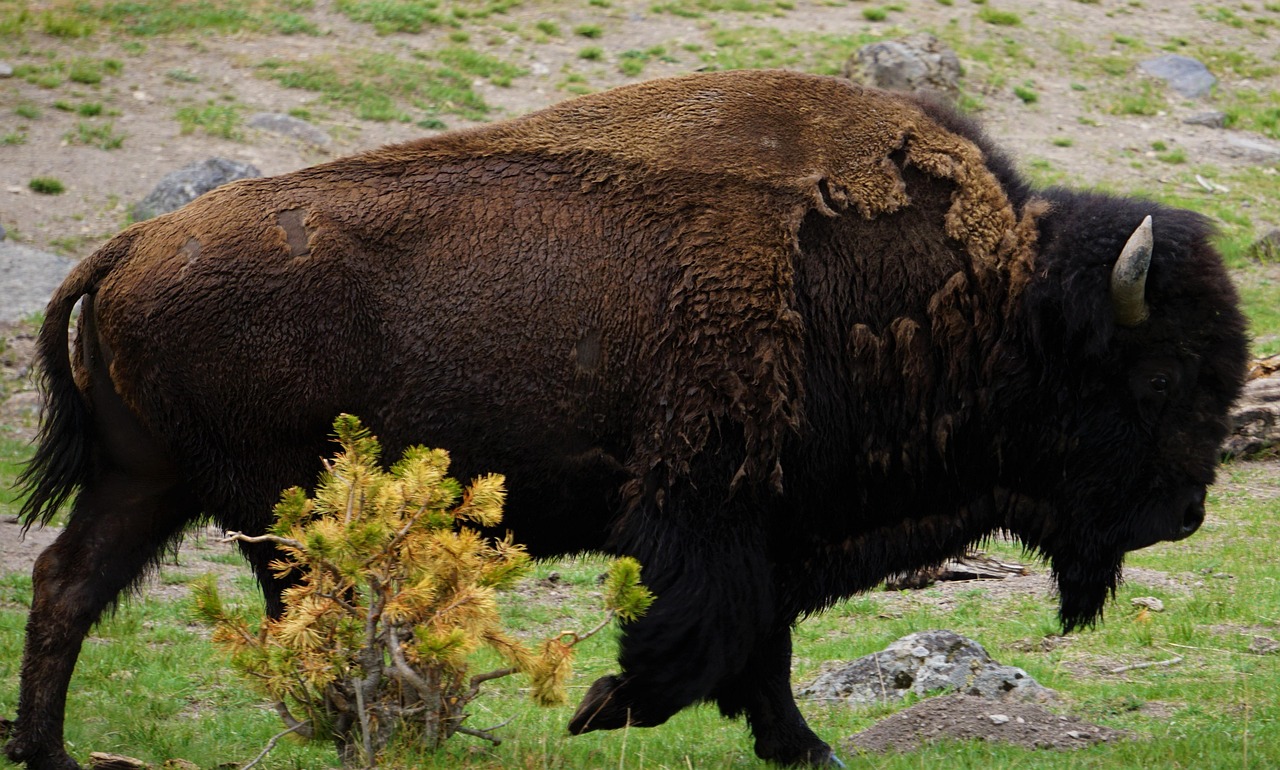 Yellowstone National Park: Bison and Wolves (image credits: pixabay)