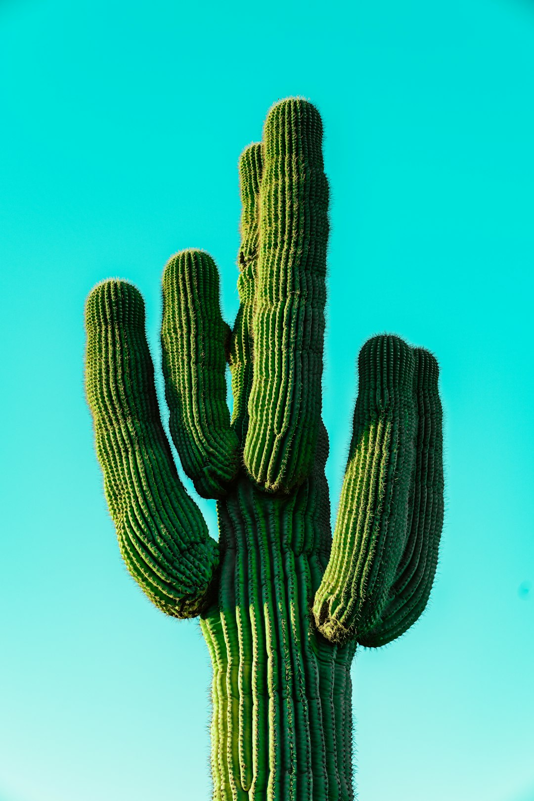 14. Saguaro National Park, Arizona (image credits: unsplash)