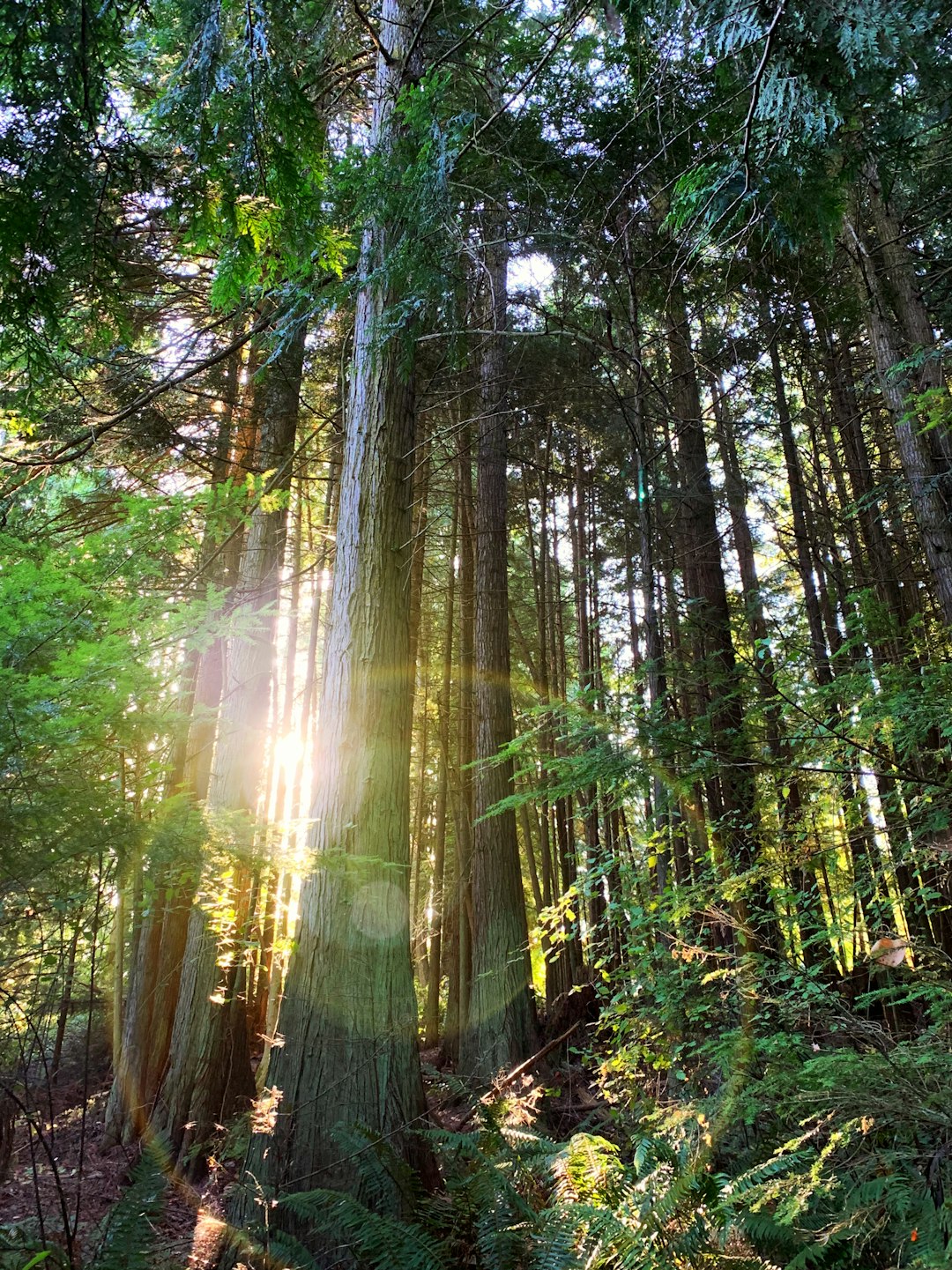 What’s Next in the Race for Clean Air? (image credits: unsplash)