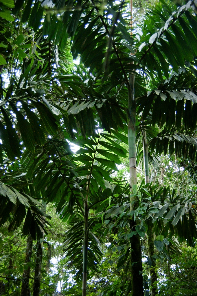 Costa Rica: A Leader in Biodiversity Conservation (image credits: rawpixel)