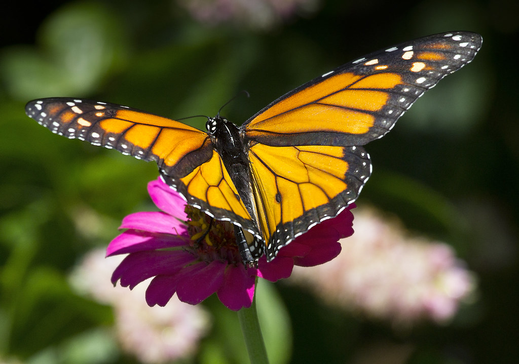 6. Reiman Gardens at Iowa State University (image credits: flickr)