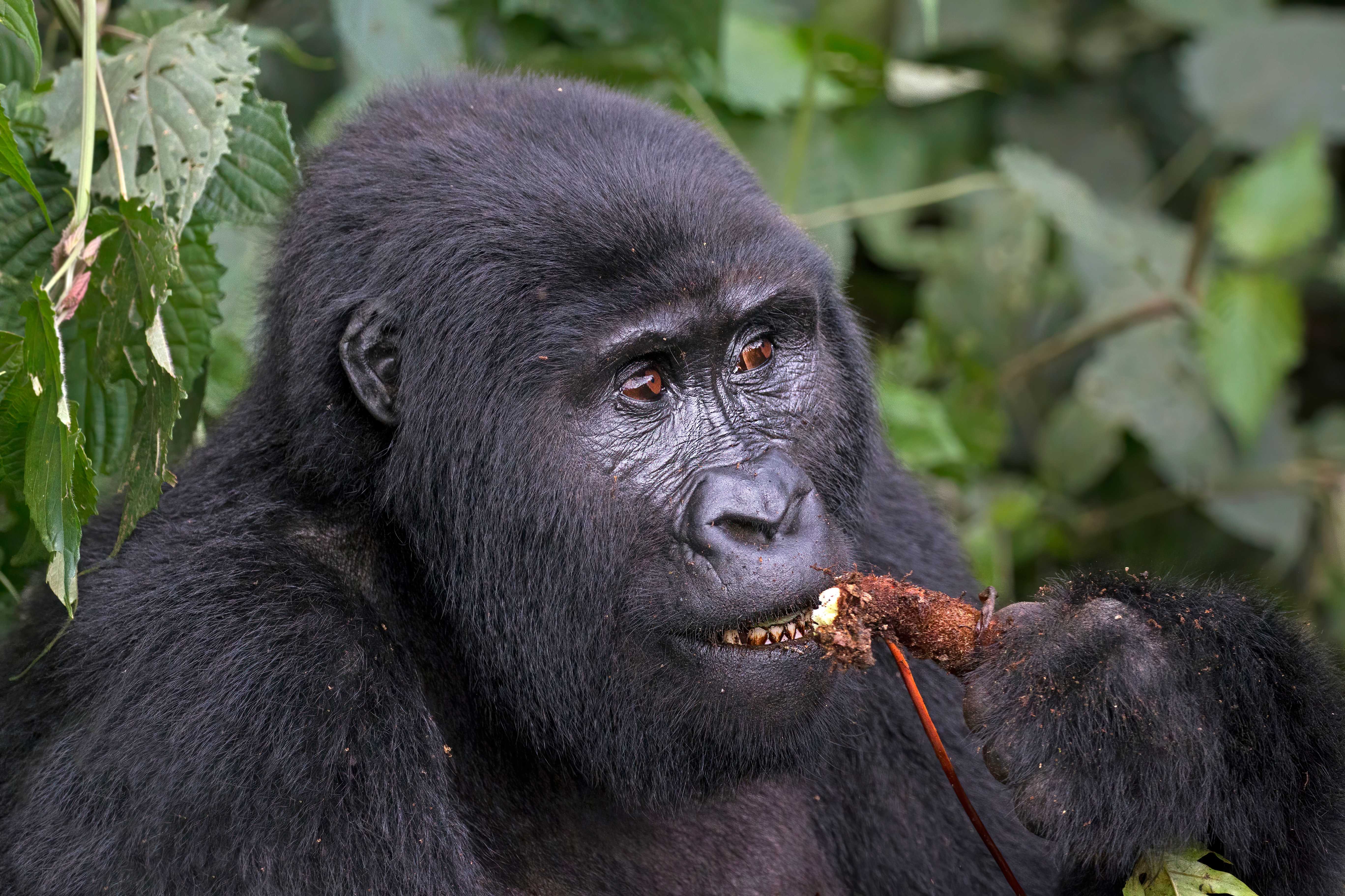 The Democratic Republic of the Congo (image credits: wikimedia)