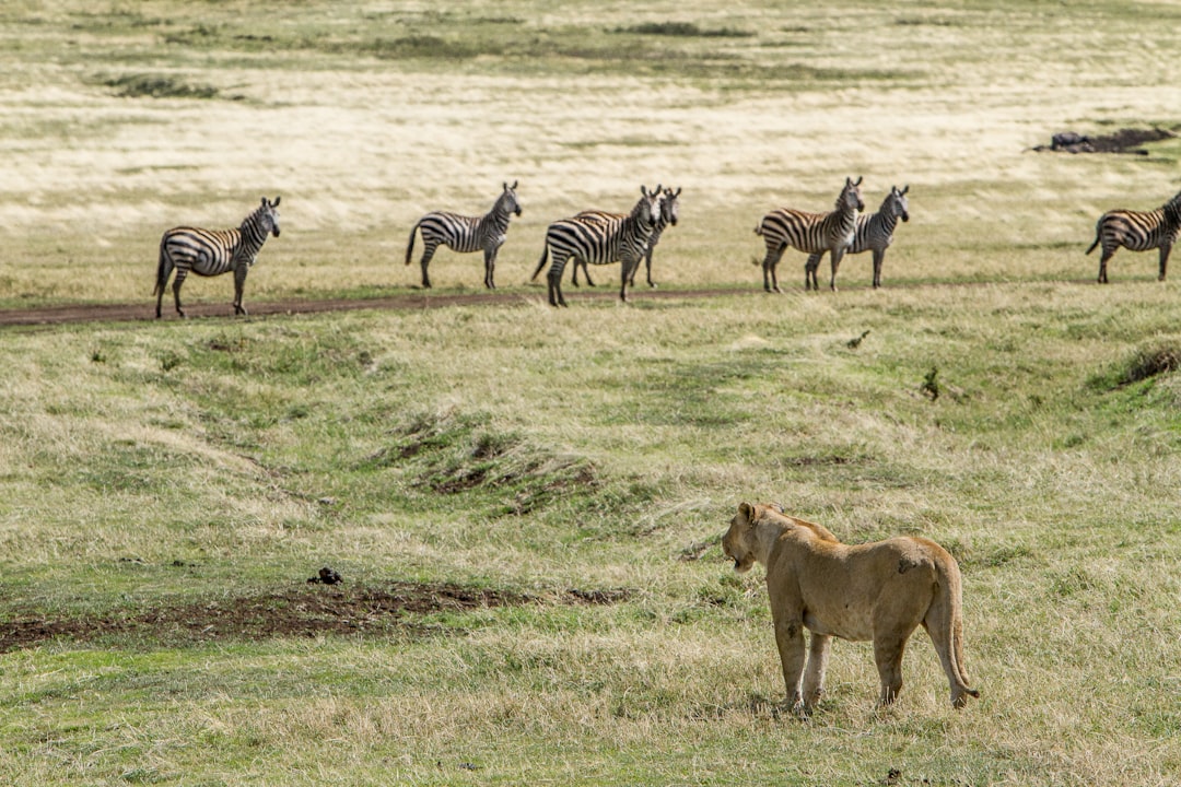 New Zealand: Bold Moves for Unique Wildlife (image credits: unsplash)