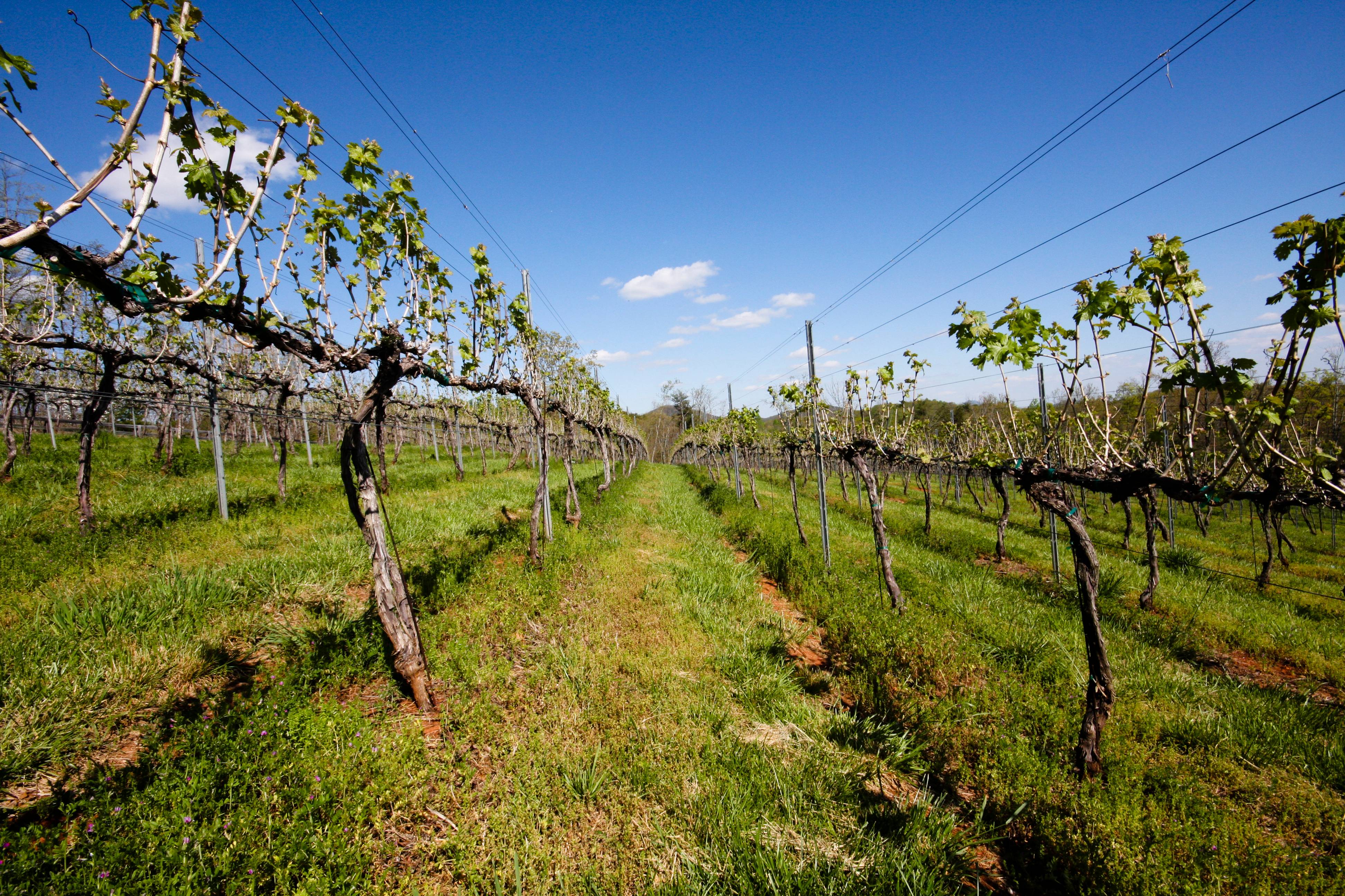 Georgia Valley of Wine and Warmth (image credits: wikimedia)
