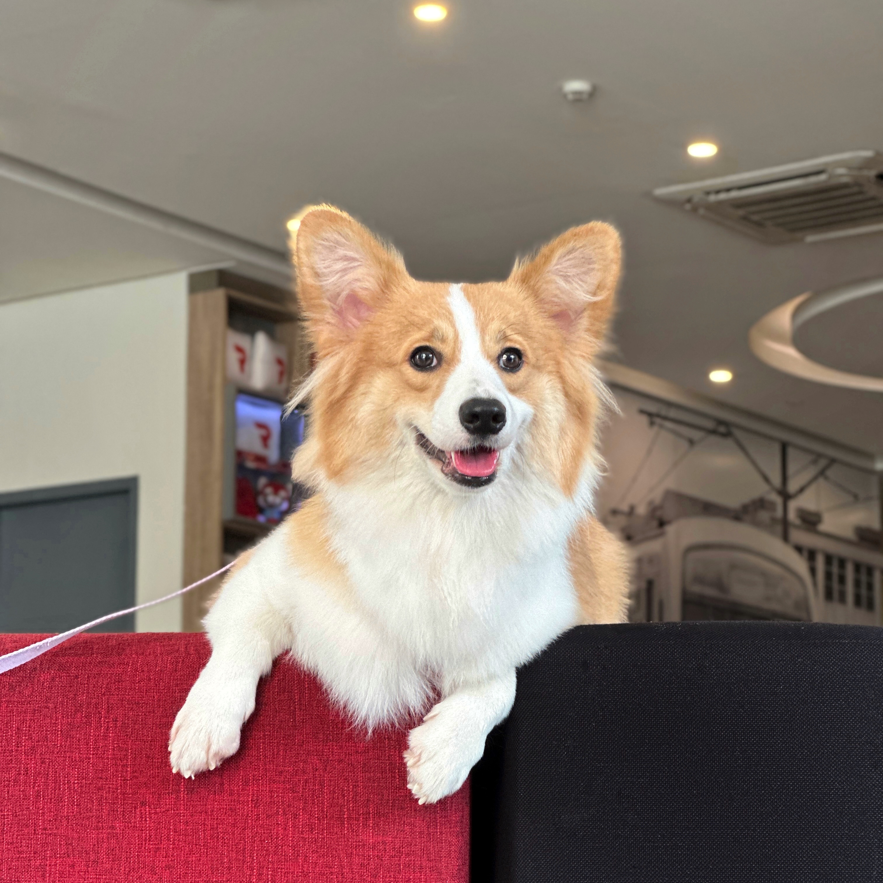 Pet-Friendly Accommodations (image credits: wikimedia)