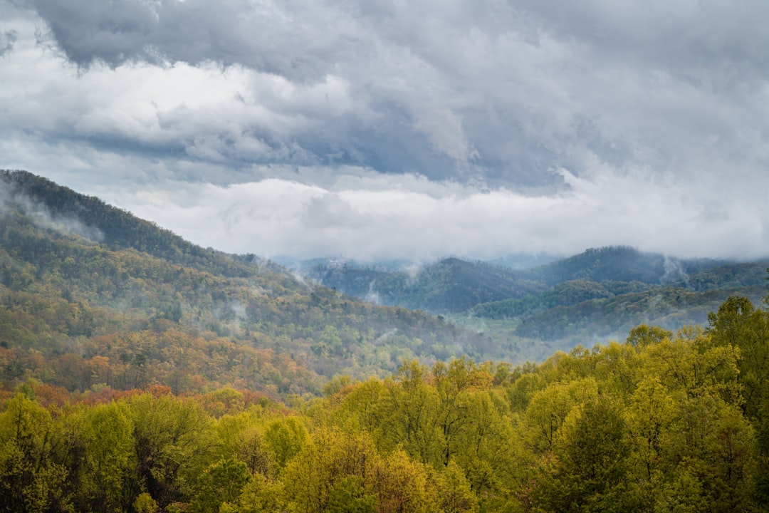 3. Great Smoky Mountains National Park - The Traffic Jam Paradise (image credits: unsplash)