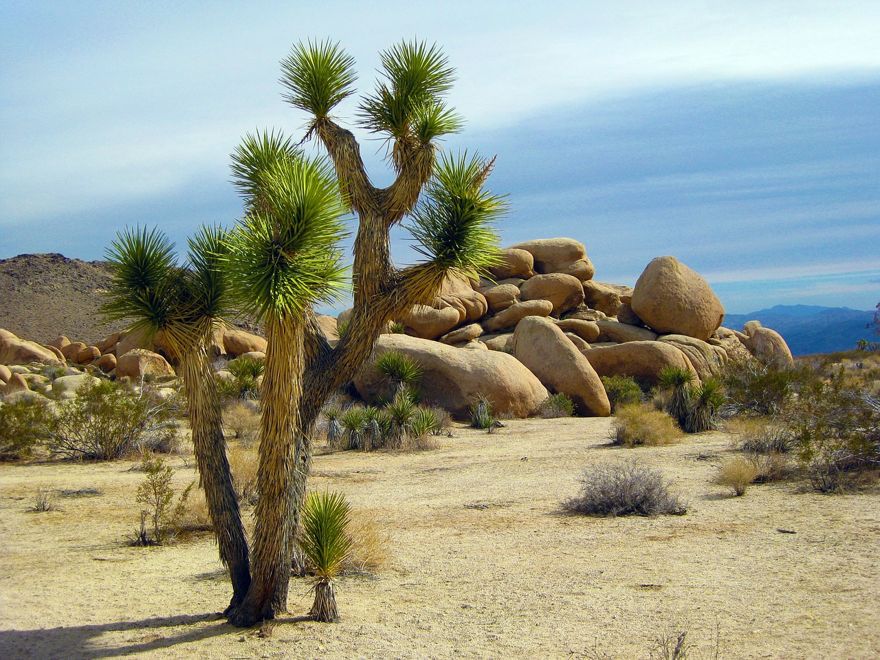 Joshua Tree National Park: Quiet Deserts and Starry Nights (image credits: pixabay)