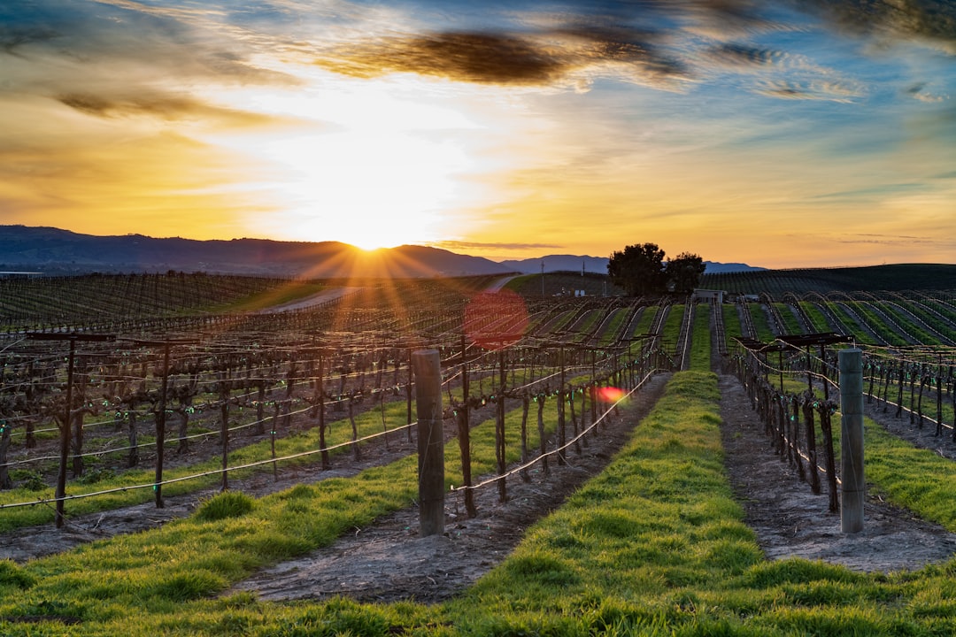 The Allure of U.S. Wine Country (image credits: unsplash)
