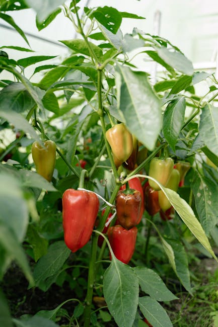 7. Grow High-Value Crops for Maximum Savings (image credits: pexels)