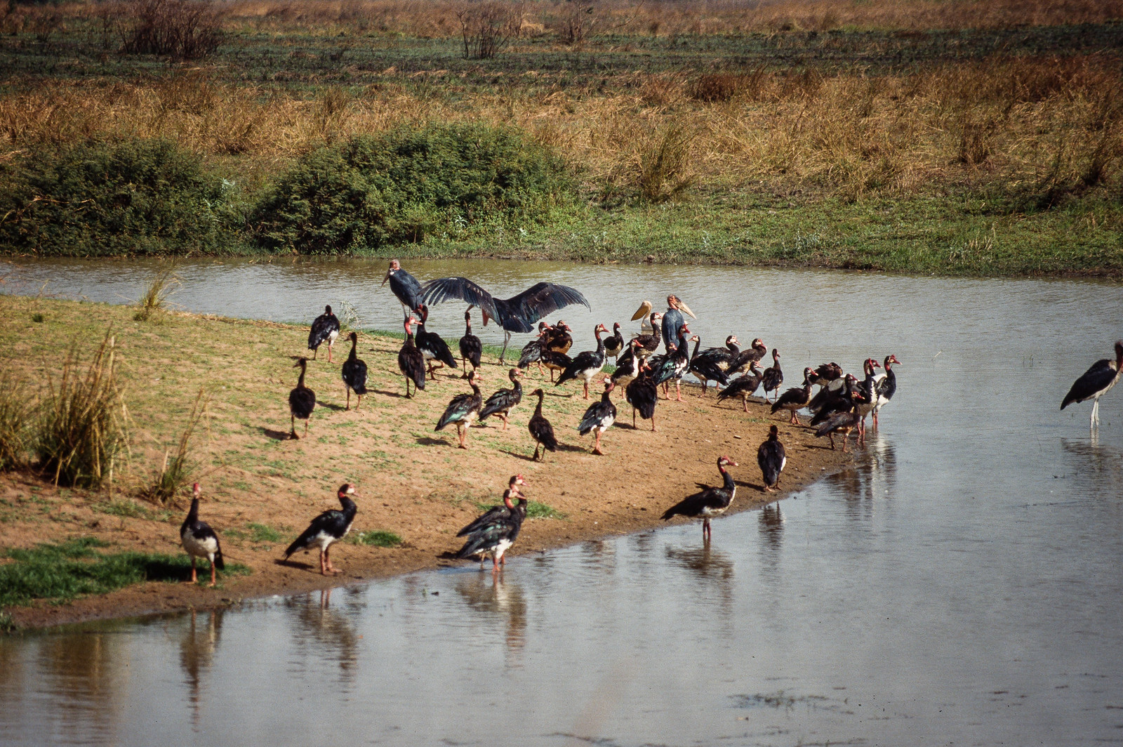 Central African Republic: Wilderness Wandered No More (image credits: wikimedia)