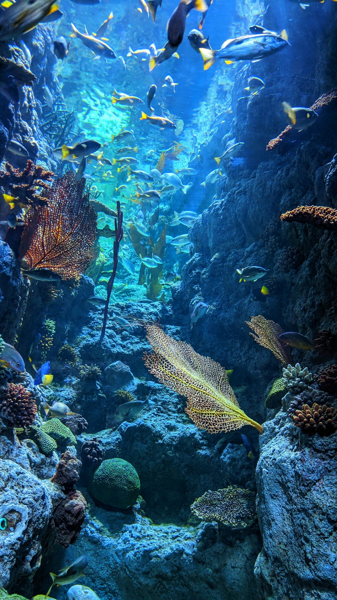 The Great Barrier Reef, Australia (image credits: unsplash)