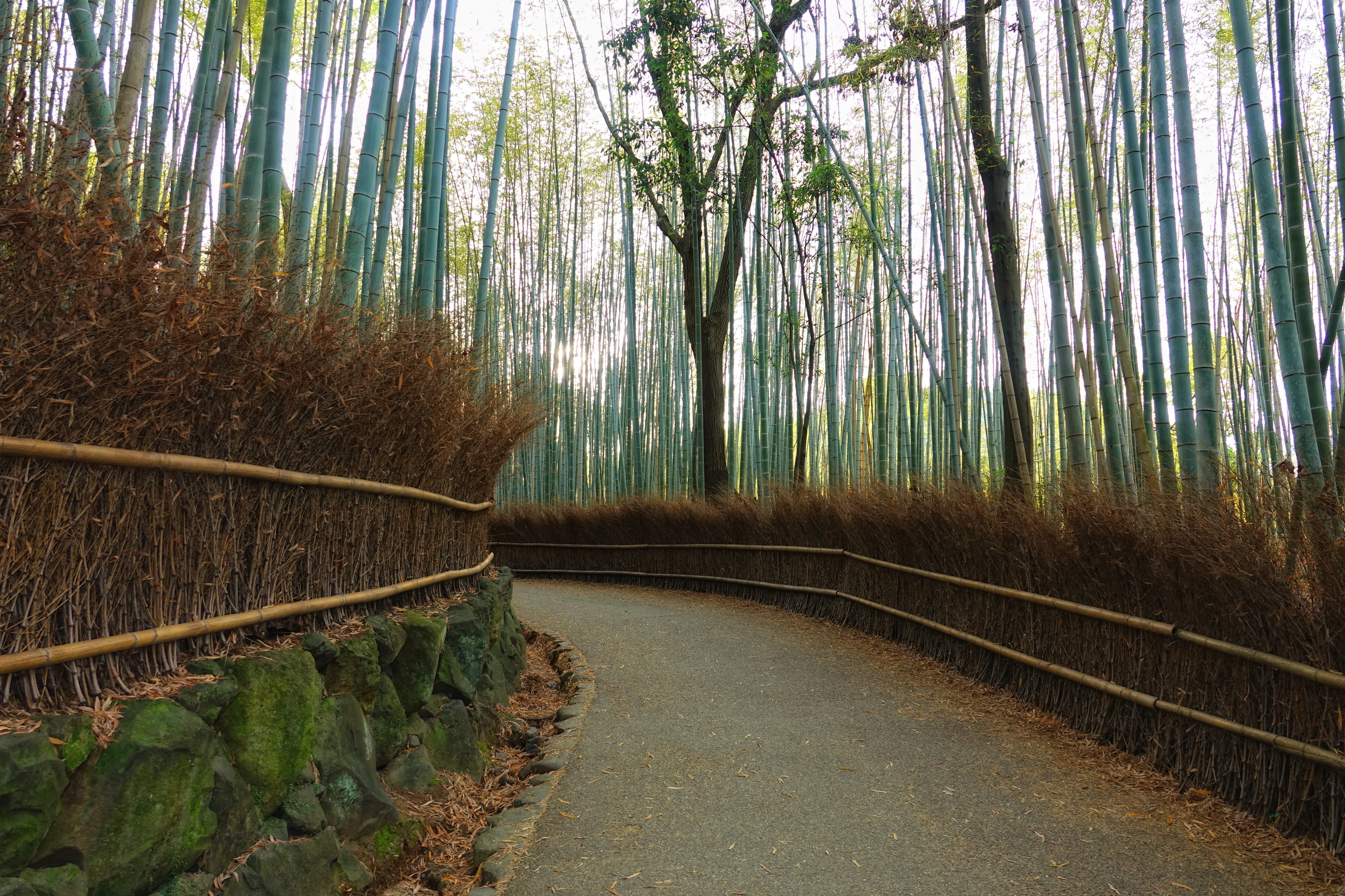 Kyoto, Japan (image credits: wikimedia)