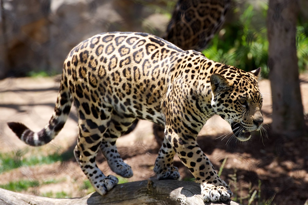 Wildlife Encounters (image credits: pixabay)