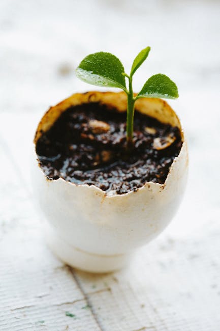 14. Turn Eggshells into Natural Seedling Pots (image credits: pexels)