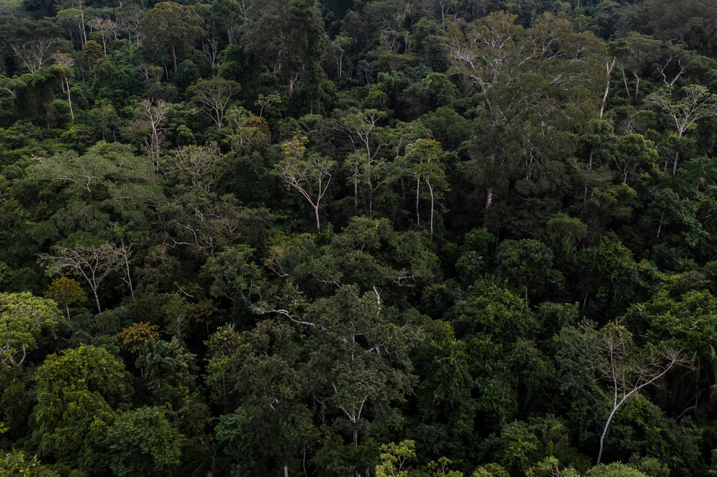 Brazil: Environmental Concerns and Eco-Tourism (image credits: rawpixel)