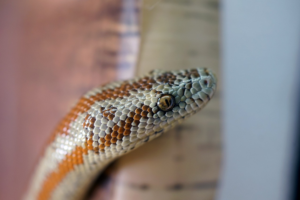 The Unique Rosy Boa