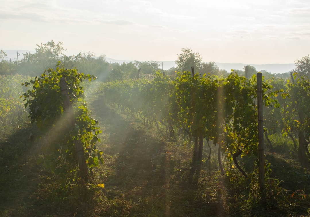 Wine Tourism: A Journey for the Senses (image credits: unsplash)
