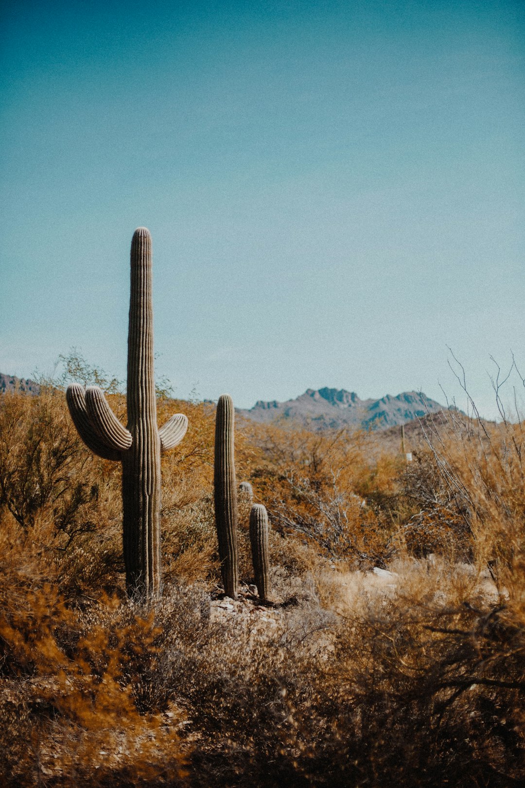 Tucson, Arizona (image credits: unsplash)
