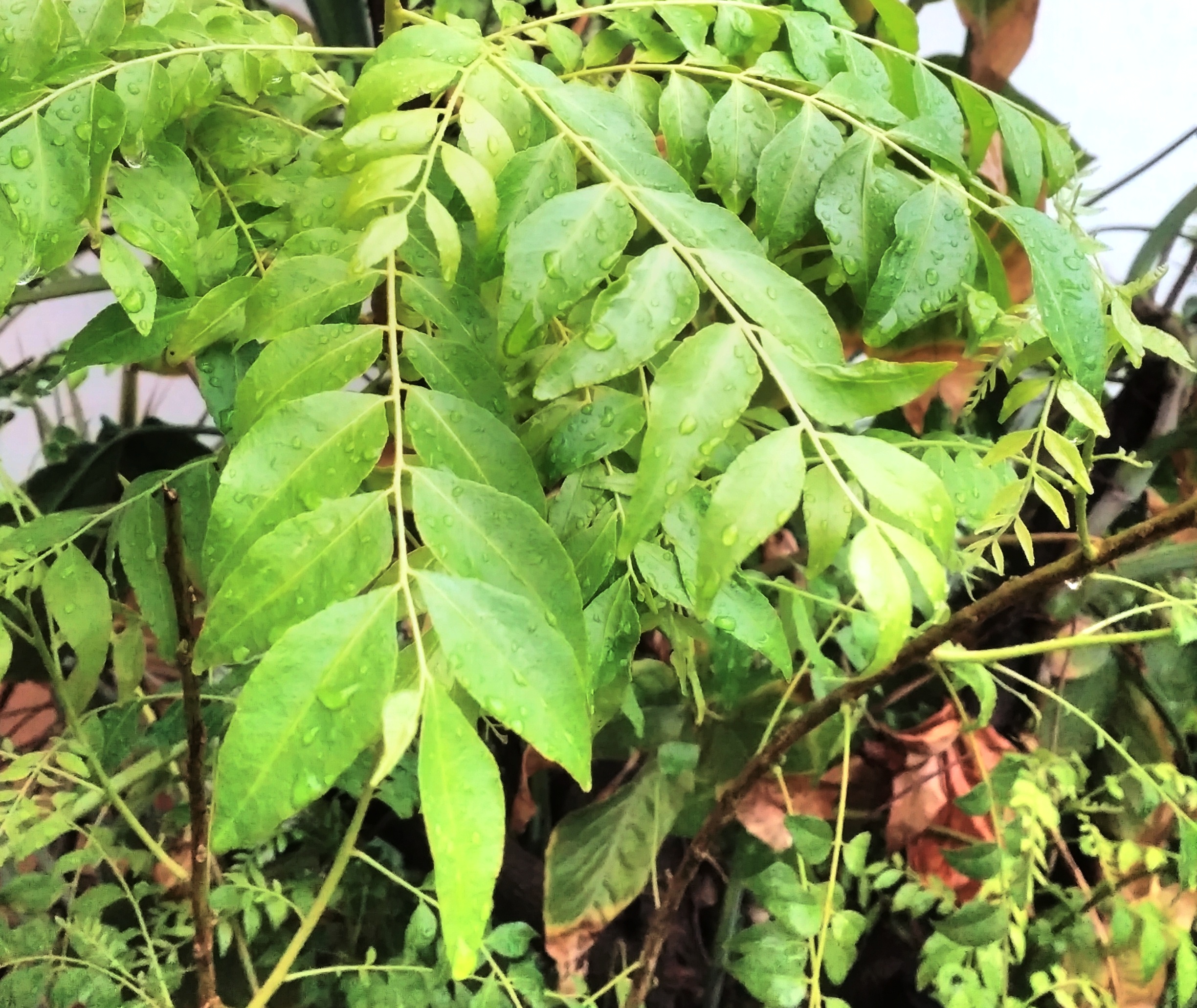 25. Curry Leaves (Murraya koenigii) - The Aromatic Guardian (image credits: wikimedia)
