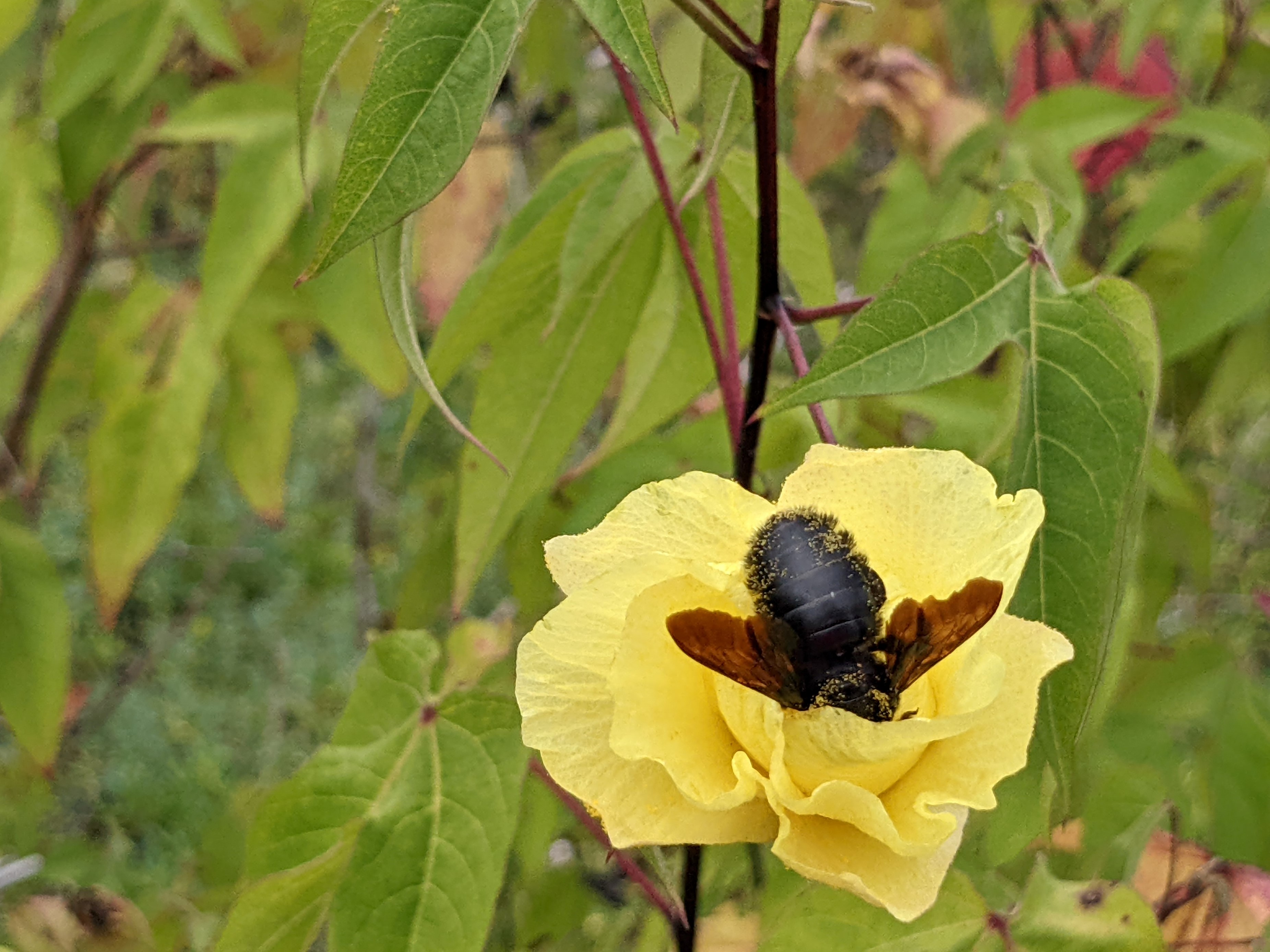 Nature on the Brink: Environmental Limits (image credits: wikimedia)