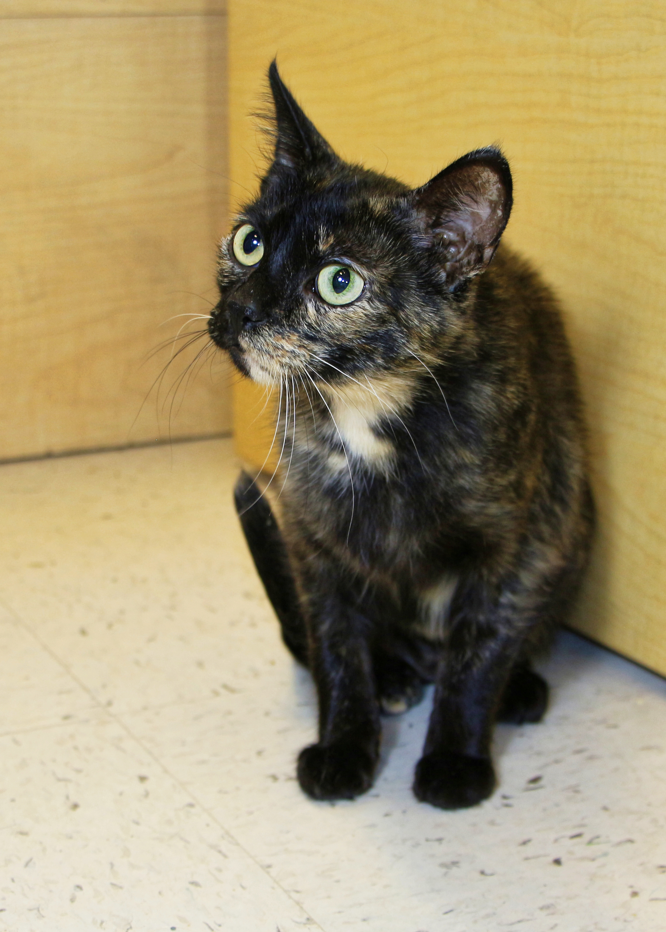 Managing Pet Anxiety (image credits: wikimedia)