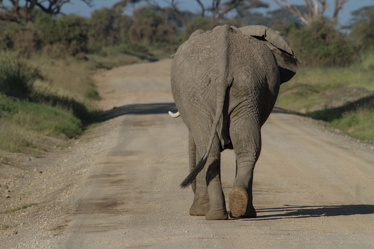 Kenya: Guardians of Giants and Predators (image credits: pixabay)