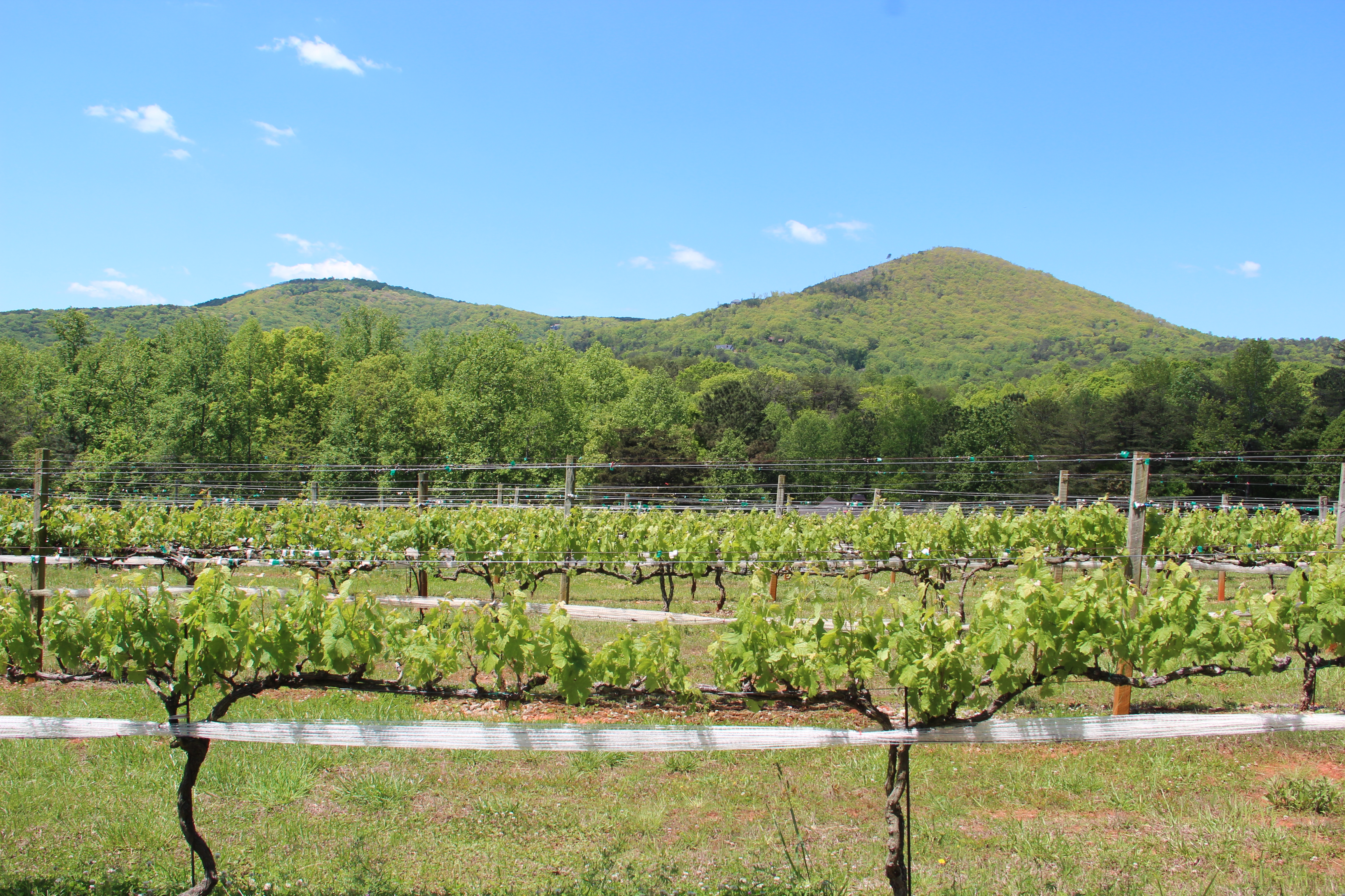 Georgia’s Enchanting Geography and Climate (image credits: wikimedia)