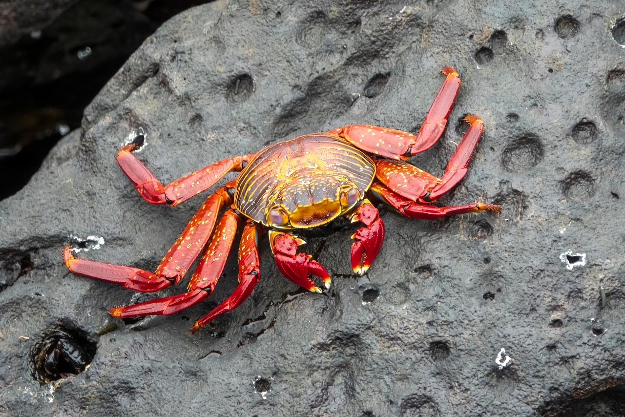 The Galápagos Islands, Ecuador (image credits: pixabay)
