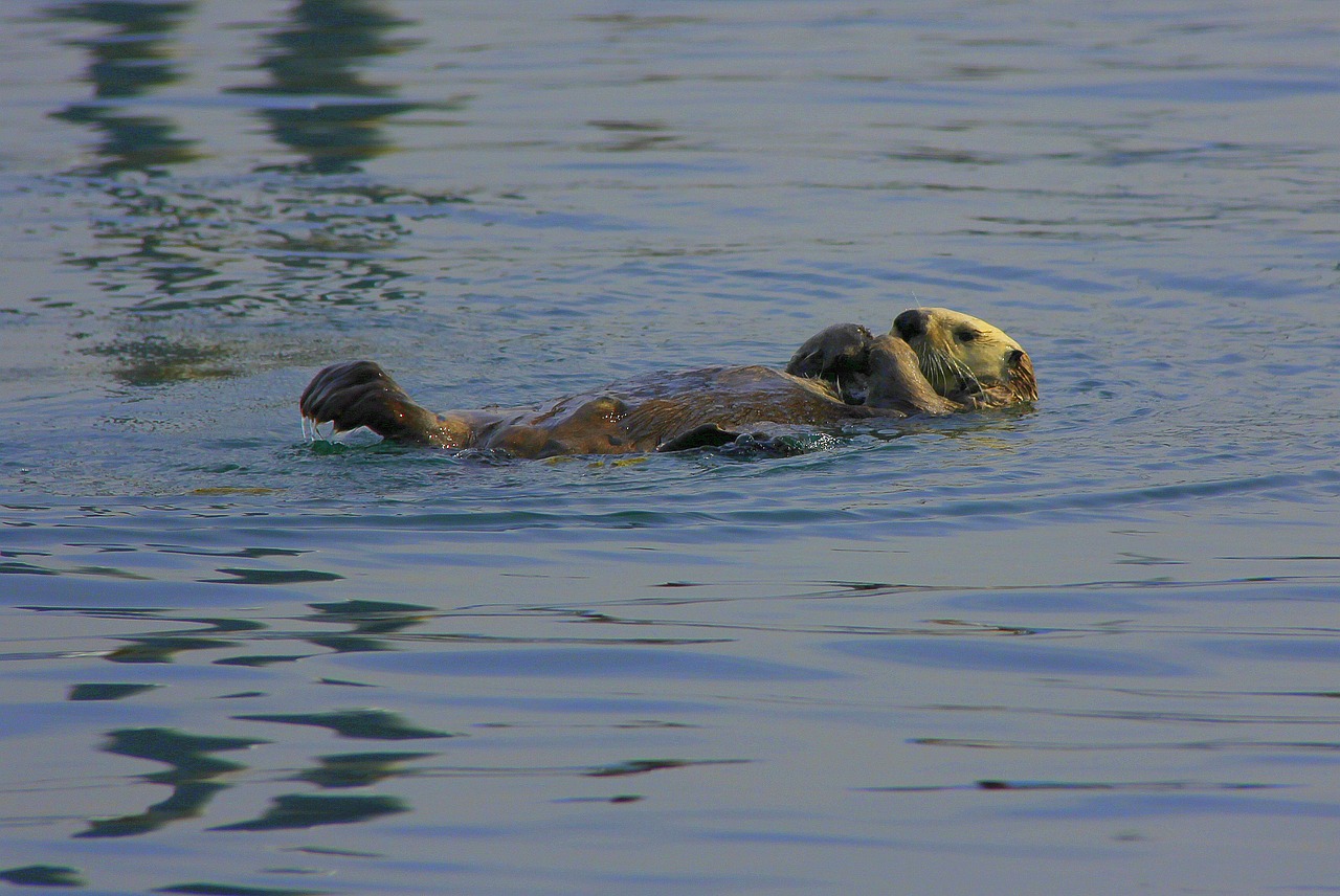 Olympic National Park: Elk and Sea Otters (image credits: pixabay)