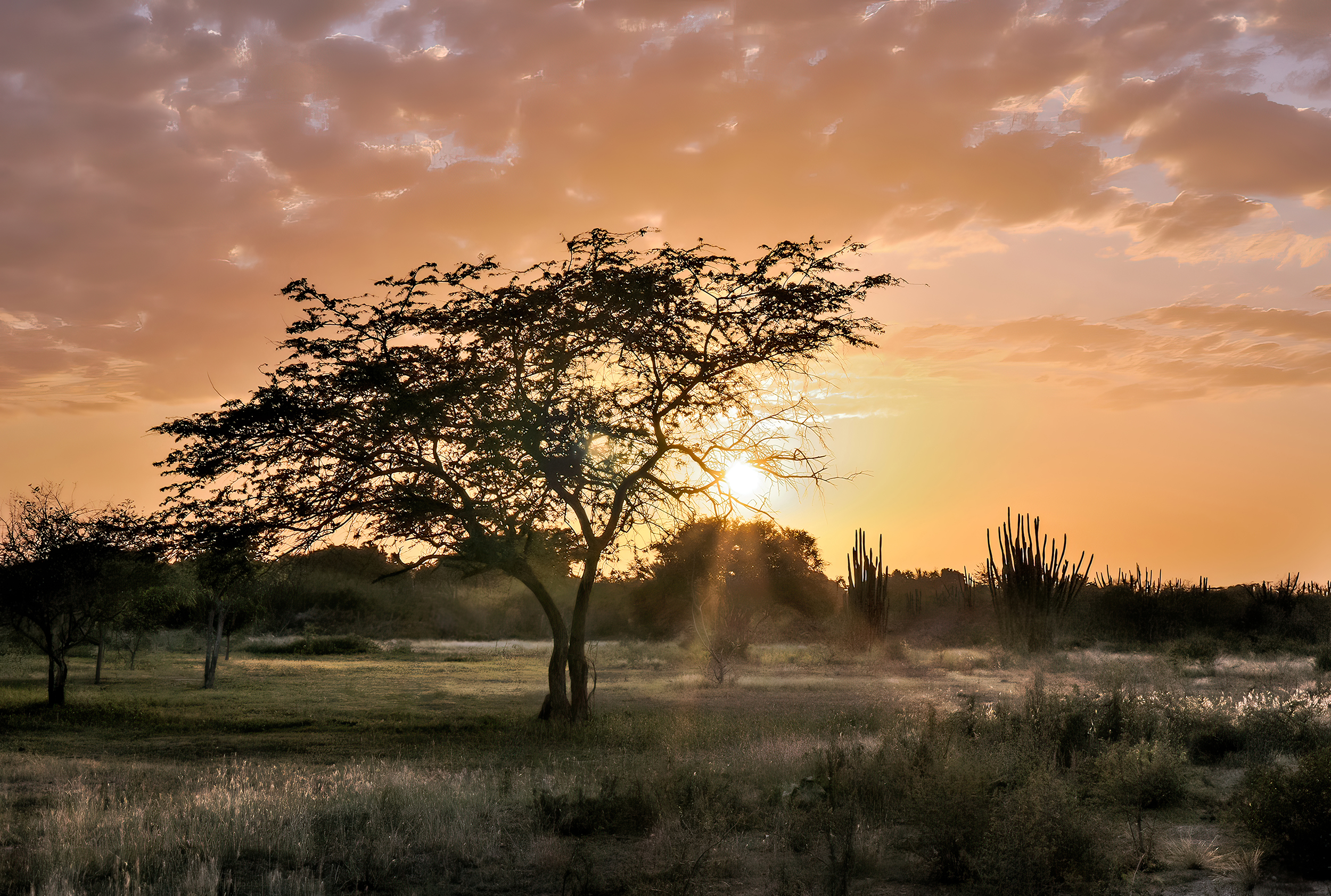 Venezuela Wild Wonders Await (image credits: wikimedia)