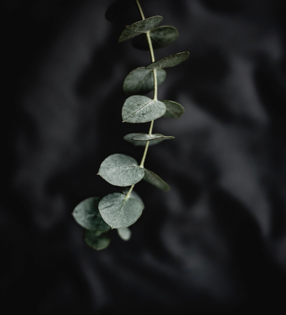8. Eucalyptus - The Menthol Menace (image credits: rawpixel)