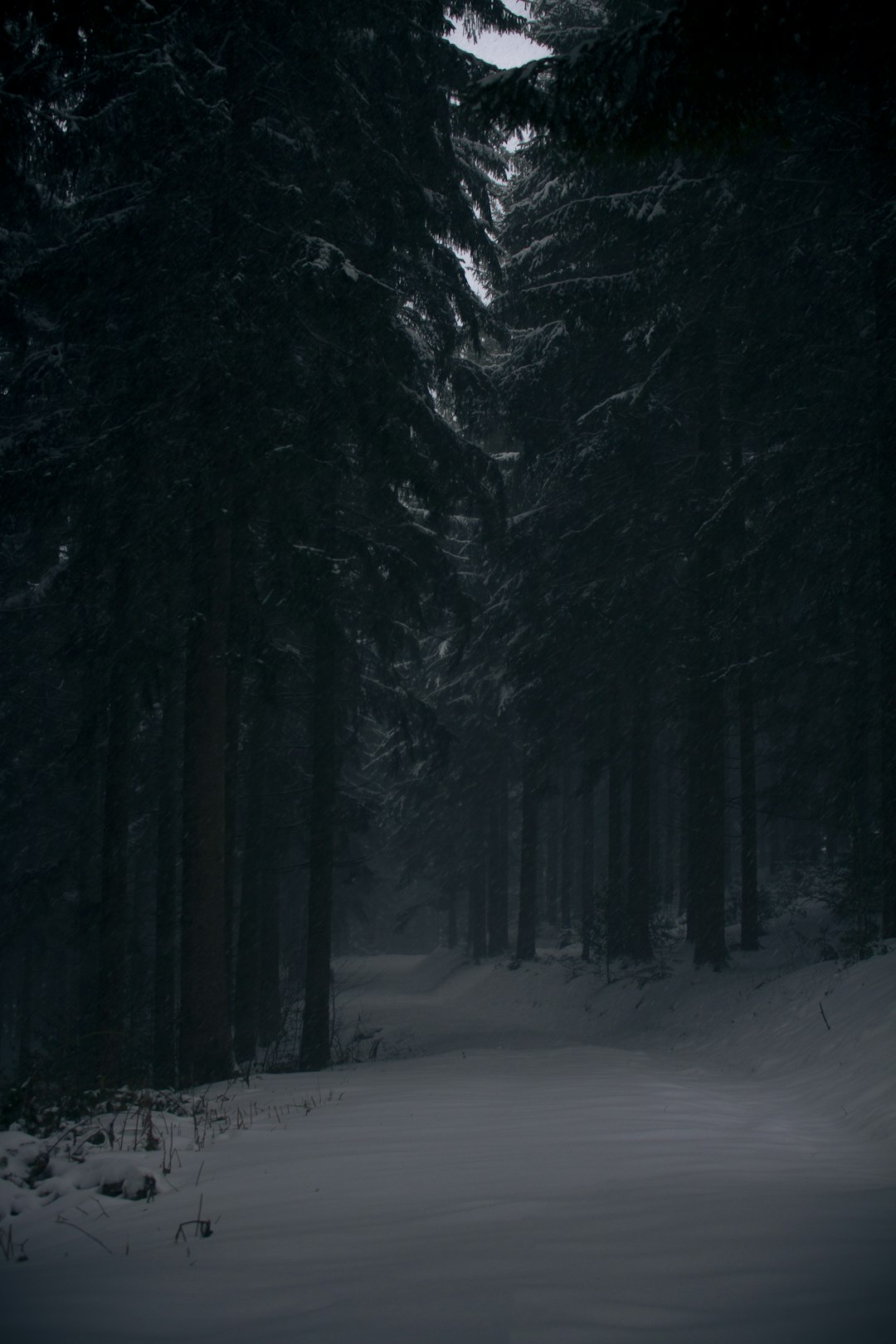 The Black Forest Trail, Pennsylvania (image credits: unsplash)