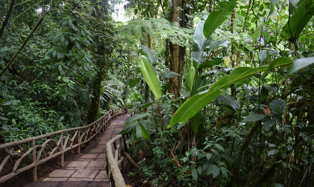 Costa Rica Where Luxury Meets Rainforest (image credits: unsplash)