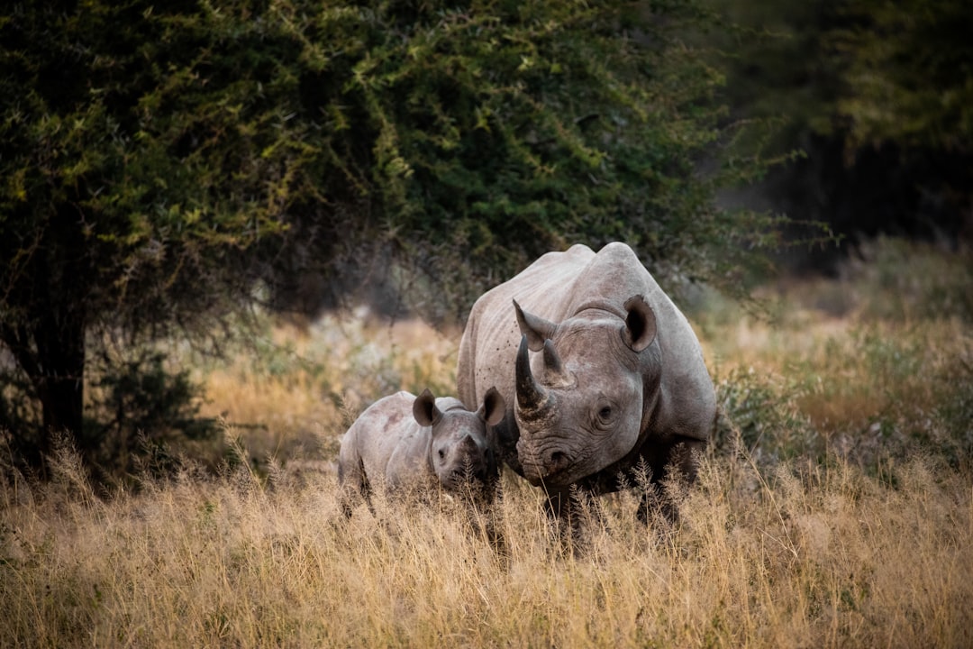 South Africa: Nature and Adventure (image credits: unsplash)