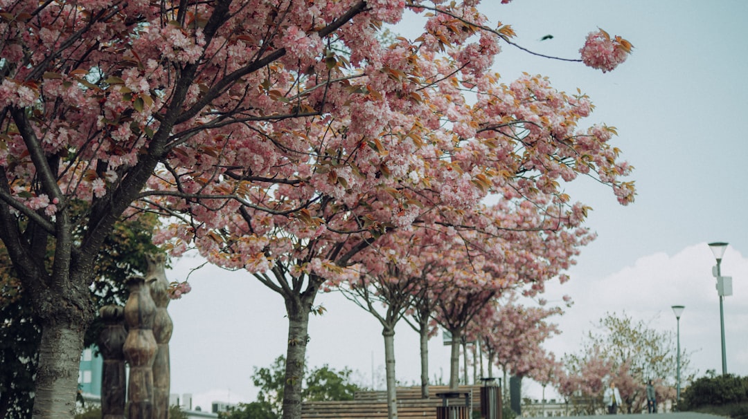 Spring Awakening: Europe's Best Kept Secret (image credits: unsplash)